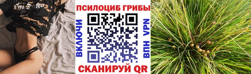 Галлюциногенные грибы Cubensis  mega вход  Курган  мориарти какой сайт  купить наркотики сайты 